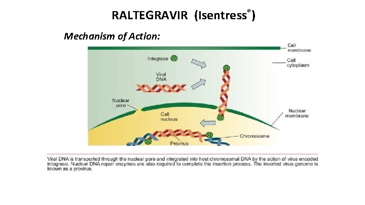 RALTEGRAVIR (Isentress®) Mechanism of Action: 