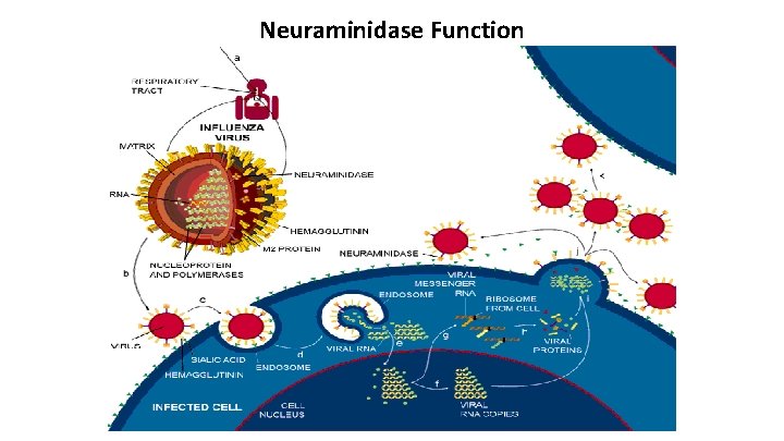 Neuraminidase Function 