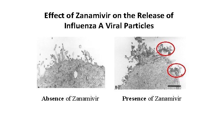 Effect of Zanamivir on the Release of Influenza A Viral Particles Absence of Zanamivir