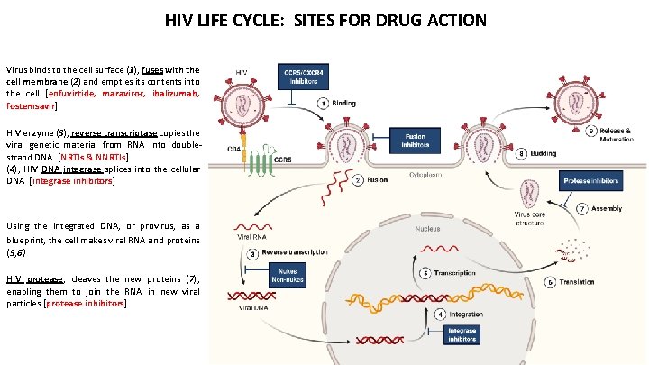 HIV LIFE CYCLE: SITES FOR DRUG ACTION Virus binds to the cell surface (1),