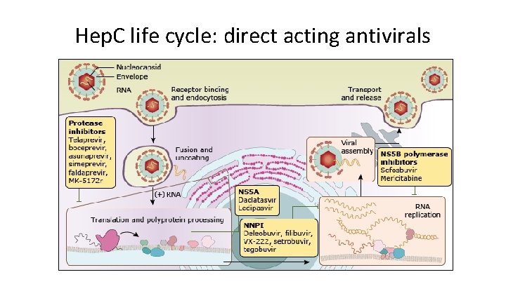 Hep. C life cycle: direct acting antivirals 
