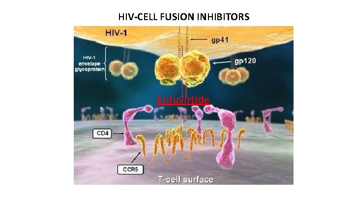 HIV-CELL FUSION INHIBITORS Enfuvirtide 