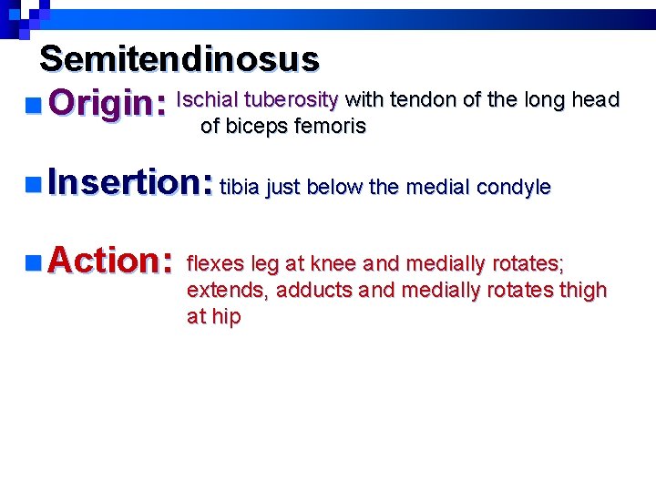 Semitendinosus n Origin: Ischial tuberosity with tendon of the long head of biceps femoris