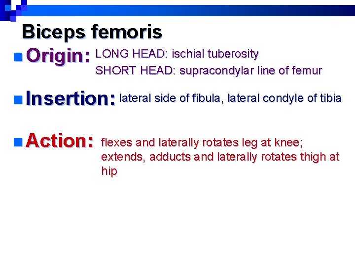 Biceps femoris n Origin: LONG HEAD: ischial tuberosity SHORT HEAD: supracondylar line of femur