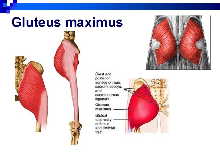 Gluteus maximus 