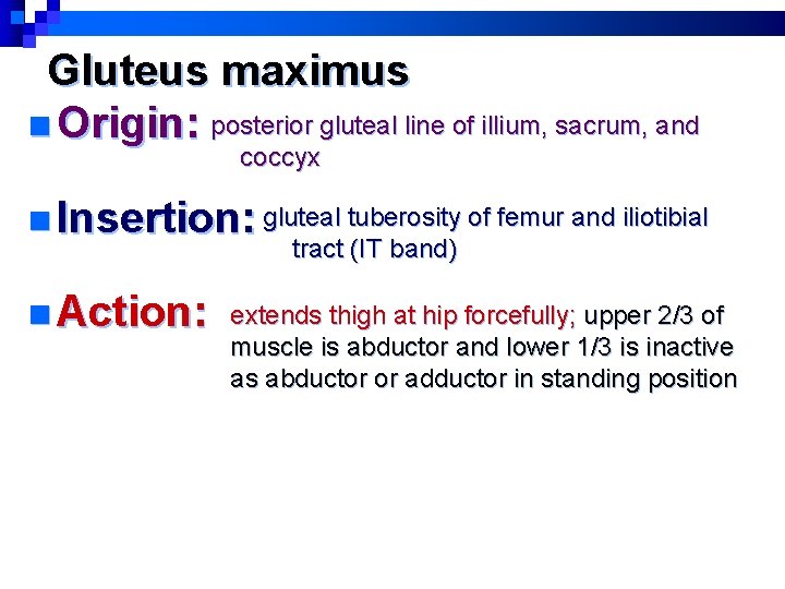 Gluteus maximus n Origin: posterior gluteal line of illium, sacrum, and coccyx n Insertion: