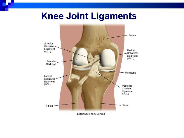 Knee Joint Ligaments 