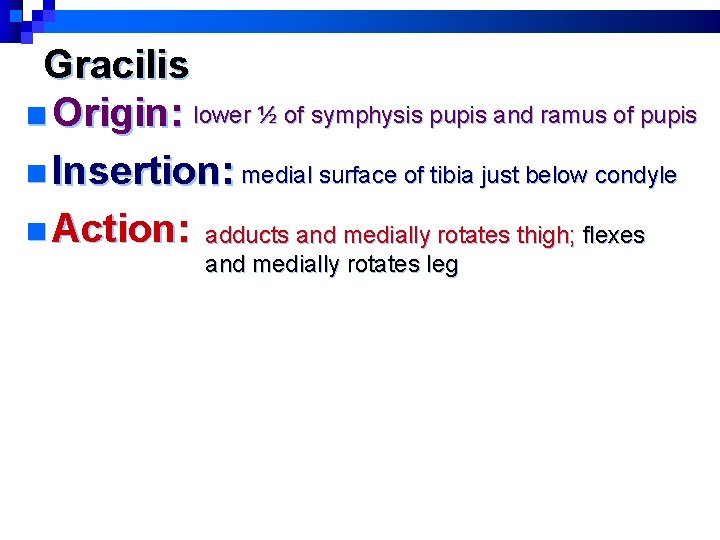 Gracilis n Origin: lower ½ of symphysis pupis and ramus of pupis n Insertion: