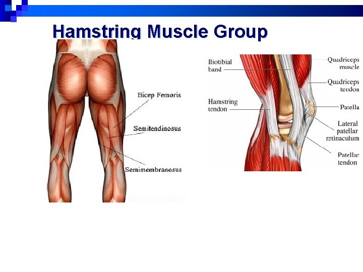Hamstring Muscle Group 