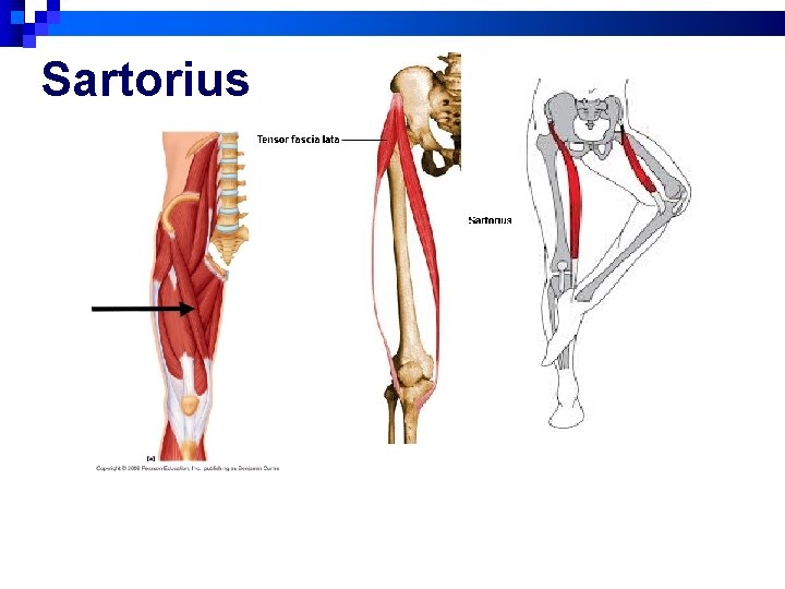 Sartorius 