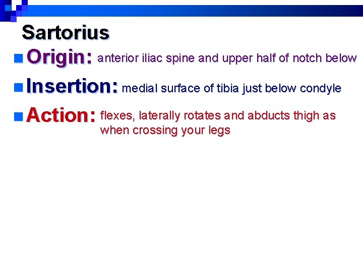 Sartorius n Origin: anterior iliac spine and upper half of notch below n Insertion: