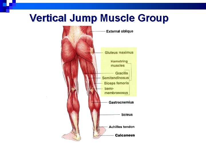 Vertical Jump Muscle Group 