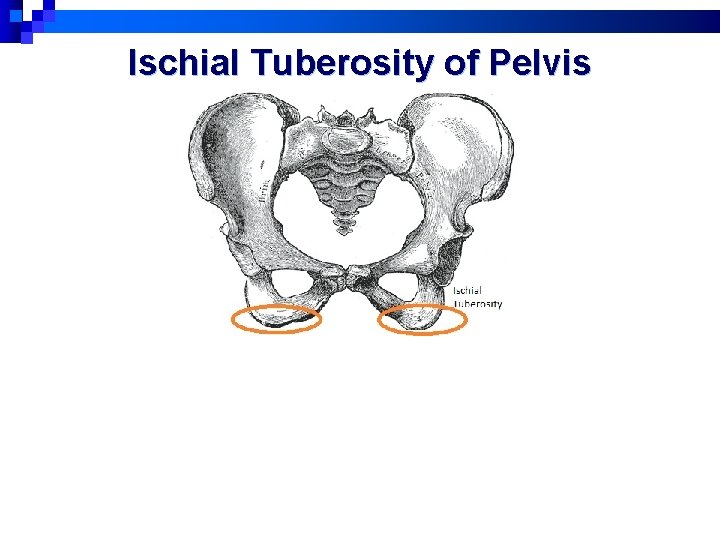 Ischial Tuberosity of Pelvis 