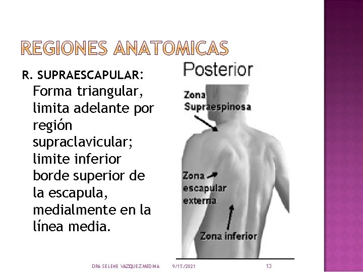 R. SUPRAESCAPULAR: Forma triangular, limita adelante por región supraclavicular; limite inferior borde superior de