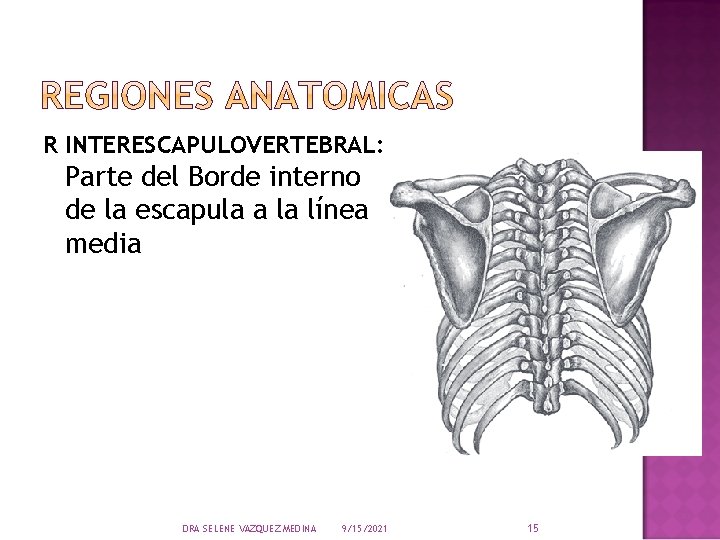 R INTERESCAPULOVERTEBRAL: Parte del Borde interno de la escapula a la línea media DRA