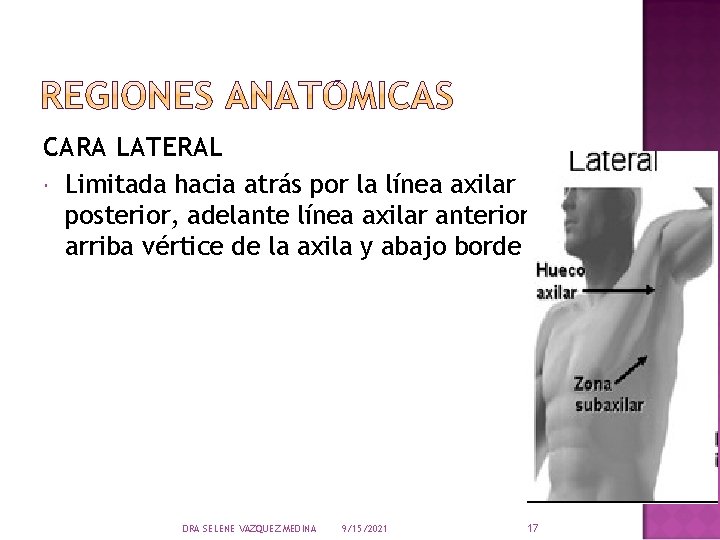 CARA LATERAL Limitada hacia atrás por la línea axilar posterior, adelante línea axilar anterior,