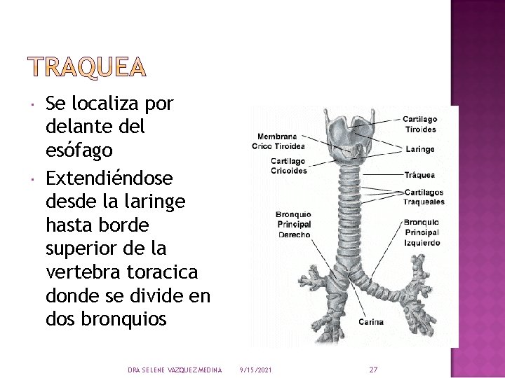  Se localiza por delante del esófago Extendiéndose desde la laringe hasta borde superior