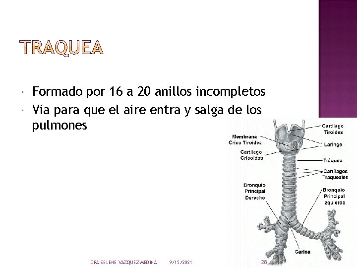  Formado por 16 a 20 anillos incompletos Via para que el aire entra