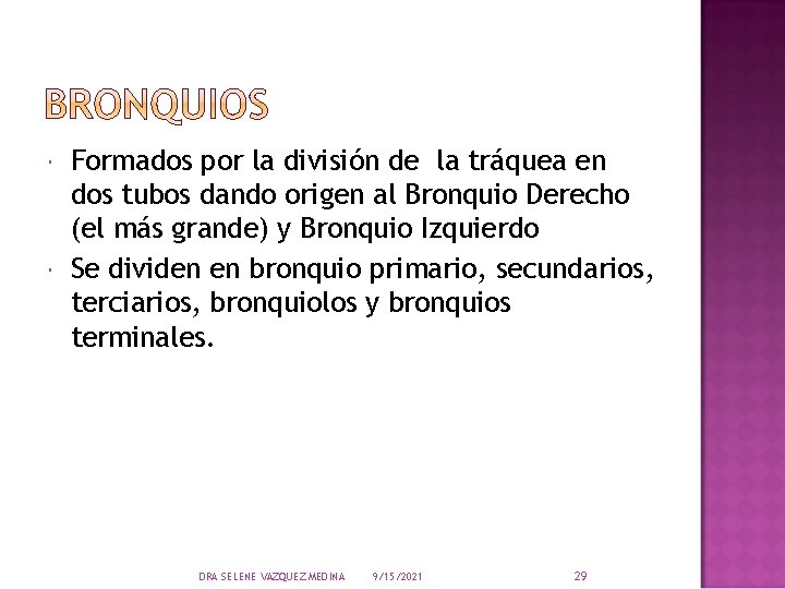  Formados por la división de la tráquea en dos tubos dando origen al