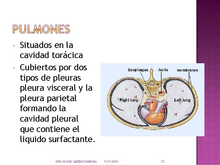  Situados en la cavidad torácica Cubiertos por dos tipos de pleuras pleura visceral