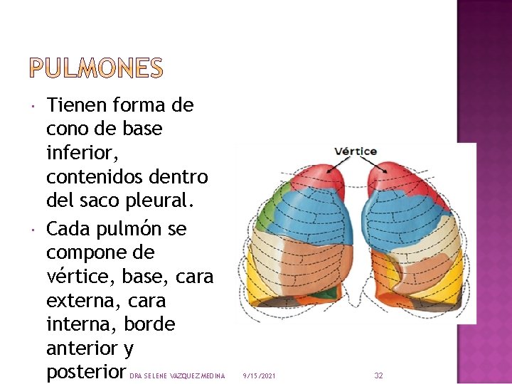  Tienen forma de cono de base inferior, contenidos dentro del saco pleural. Cada