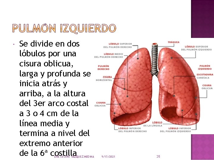  Se divide en dos lóbulos por una cisura oblicua, larga y profunda se