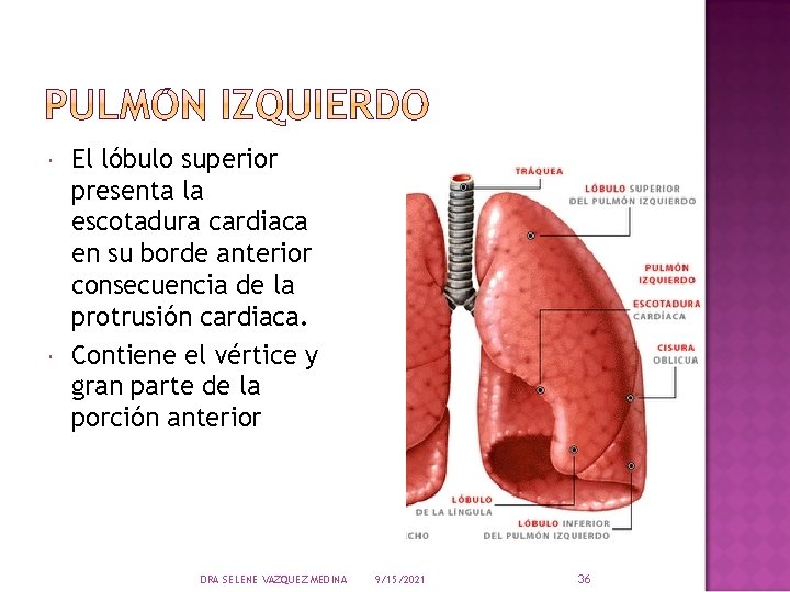  El lóbulo superior presenta la escotadura cardiaca en su borde anterior consecuencia de