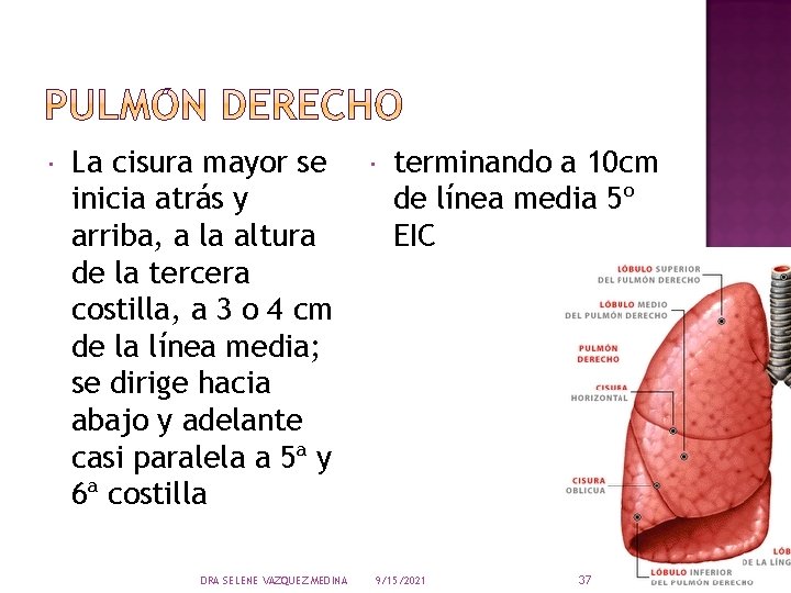  La cisura mayor se inicia atrás y arriba, a la altura de la