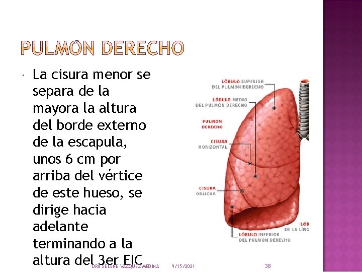  La cisura menor se separa de la mayora la altura del borde externo