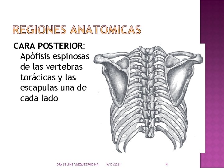 CARA POSTERIOR: Apófisis espinosas de las vertebras torácicas y las escapulas una de cada