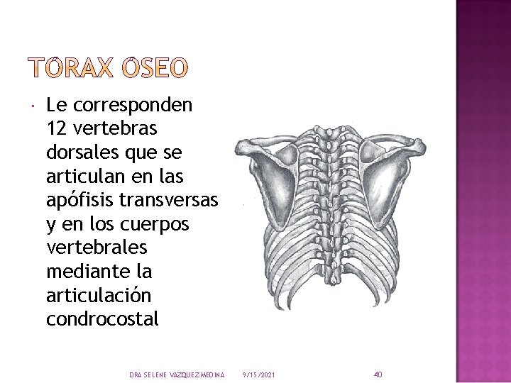  Le corresponden 12 vertebras dorsales que se articulan en las apófisis transversas y