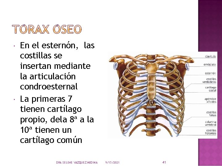  En el esternón, las costillas se insertan mediante la articulación condroesternal La primeras