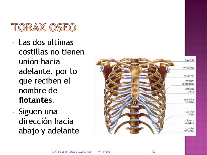  Las dos ultimas costillas no tienen unión hacia adelante, por lo que reciben