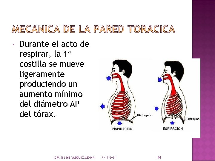  Durante el acto de respirar, la 1ª costilla se mueve ligeramente produciendo un