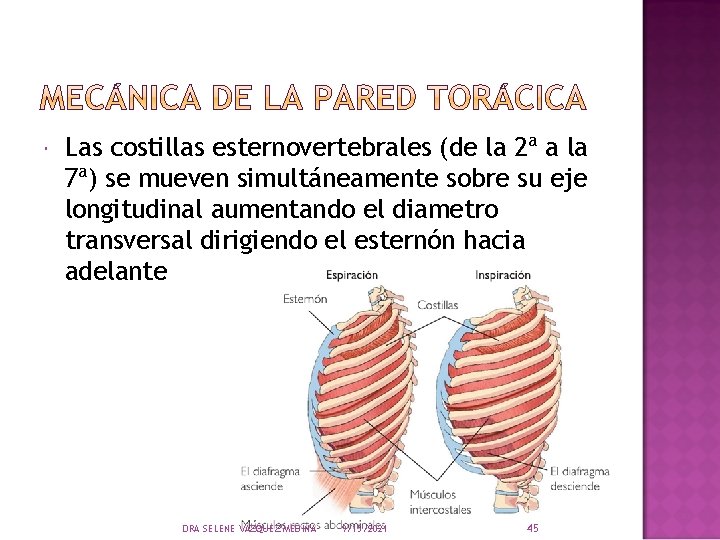  Las costillas esternovertebrales (de la 2ª a la 7ª) se mueven simultáneamente sobre