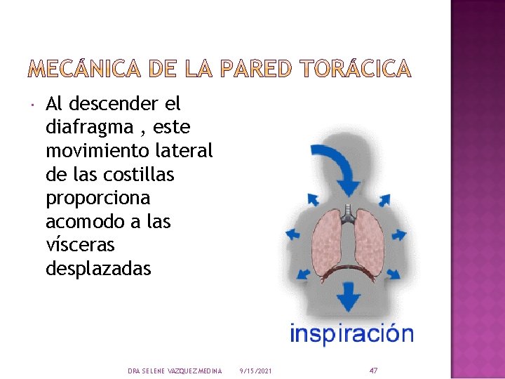  Al descender el diafragma , este movimiento lateral de las costillas proporciona acomodo