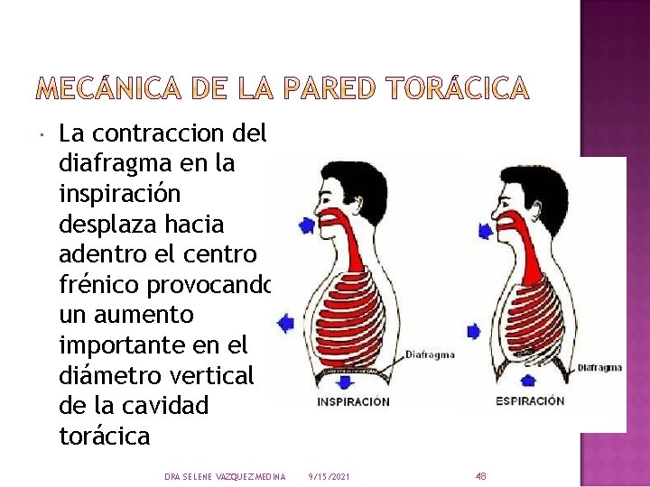  La contraccion del diafragma en la inspiración desplaza hacia adentro el centro frénico