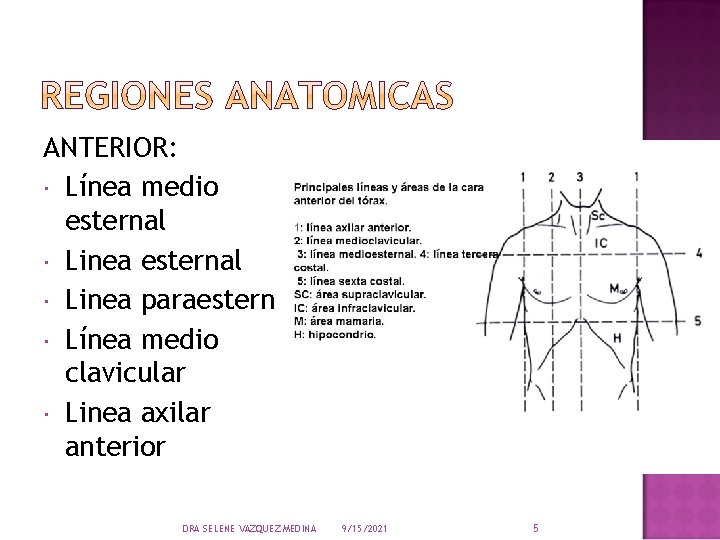 ANTERIOR: Línea medio esternal Linea paraesternal Línea medio clavicular Linea axilar anterior DRA SELENE