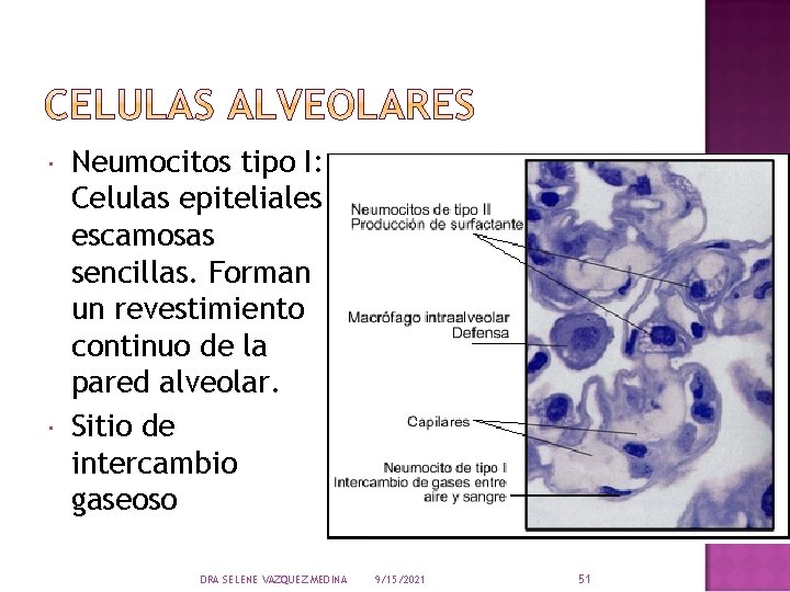  Neumocitos tipo I: Celulas epiteliales escamosas sencillas. Forman un revestimiento continuo de la