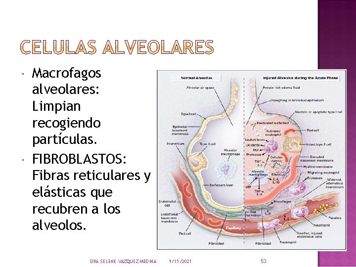  Macrofagos alveolares: Limpian recogiendo partículas. FIBROBLASTOS: Fibras reticulares y elásticas que recubren a