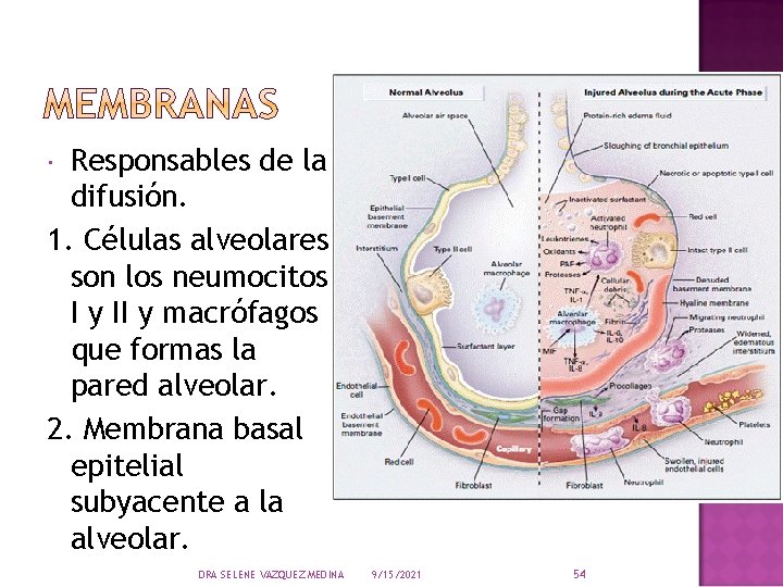 Responsables de la difusión. 1. Células alveolares son los neumocitos I y II y