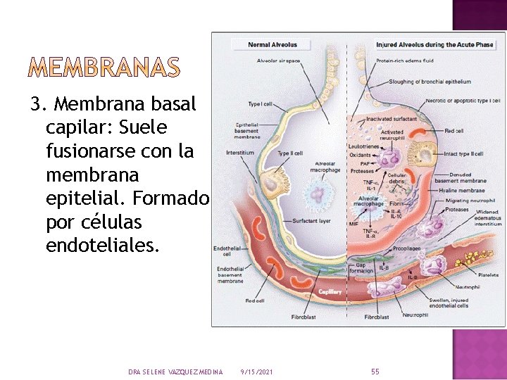 3. Membrana basal capilar: Suele fusionarse con la membrana epitelial. Formado por células endoteliales.