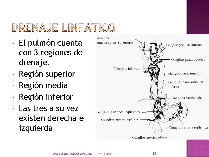  El pulmón cuenta con 3 regiones de drenaje. Región superior Región media Región