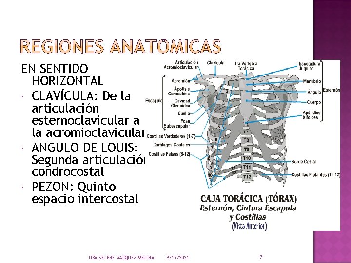 EN SENTIDO HORIZONTAL CLAVÍCULA: De la articulación esternoclavicular a la acromioclavicular. ANGULO DE LOUIS: