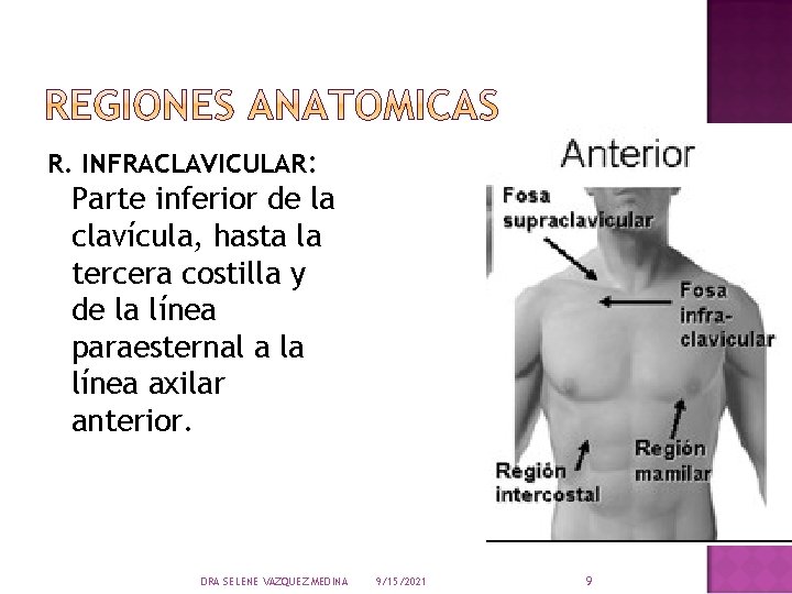 R. INFRACLAVICULAR: Parte inferior de la clavícula, hasta la tercera costilla y de la