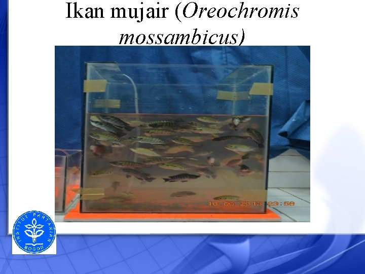 Ikan mujair (Oreochromis mossambicus) 