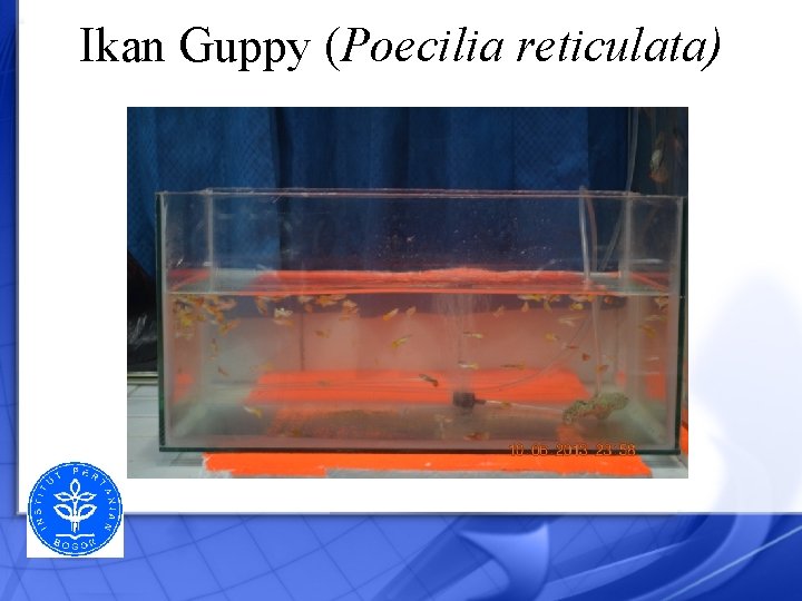 Ikan Guppy (Poecilia reticulata) 