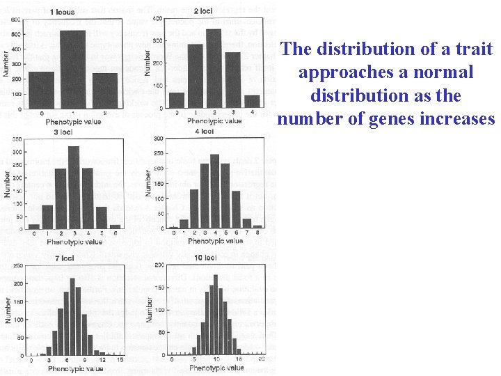 Trait Distribution Patterns BIO 304 Genetics Lecture Outline Chapter 18 The