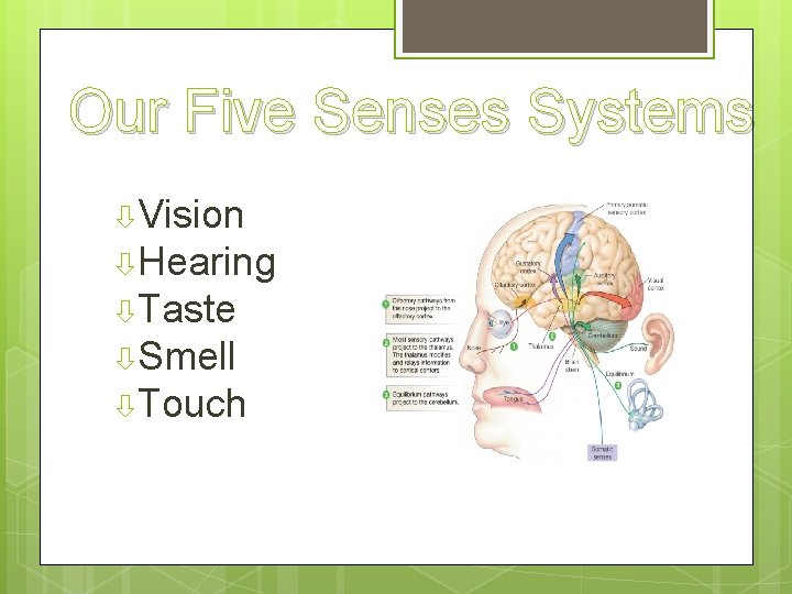 Our Five Senses Systems Vision Hearing Taste Smell Touch 