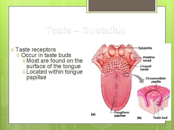 Taste – Gustation Taste receptors Occur in taste buds Most are found on the